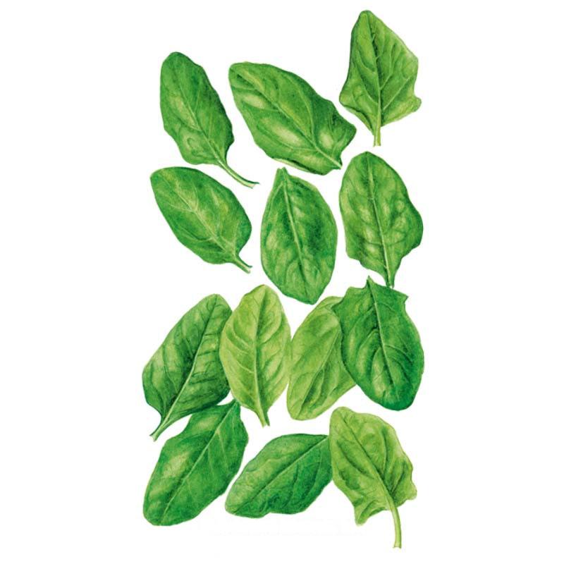 Spinach Oceanside seed packet photo