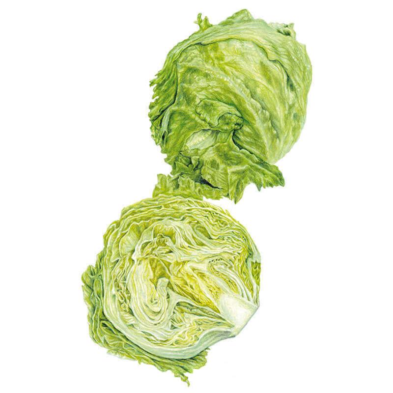 Lettuce Great Lakes 118 Seed Packet seed packet photo