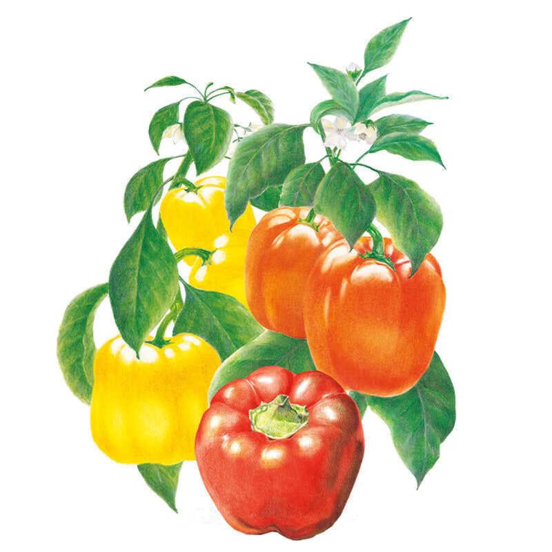 Pepper Sweet Bell Blend seed packet photo