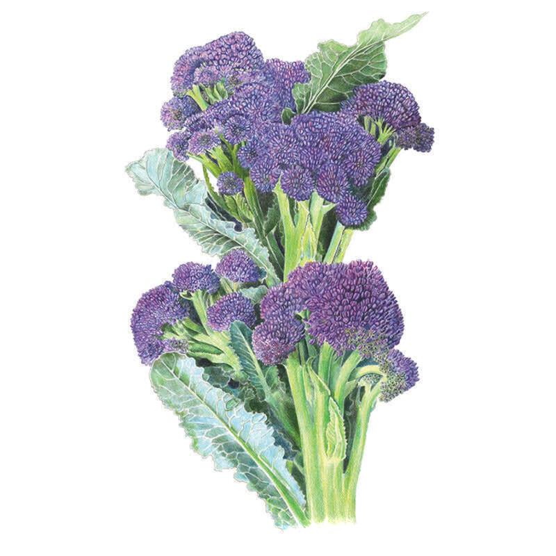 Broccoli Burgundy Seed Packet seed packet photo