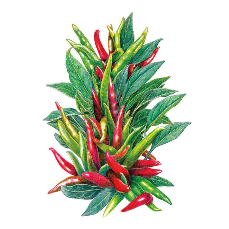 Pepper Santaka seed packet photo