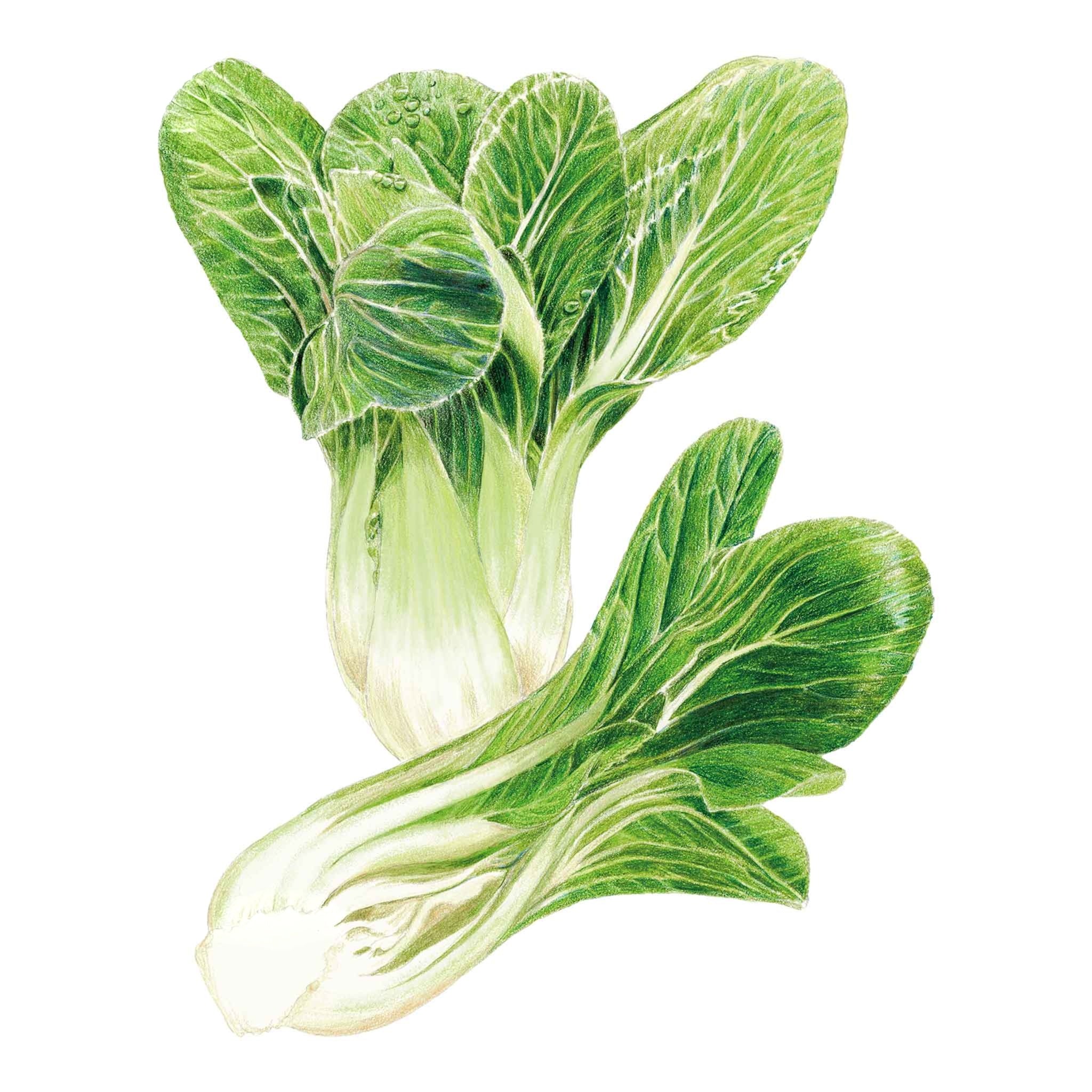 Bok Choy Choko Seed Packet seed packet photo