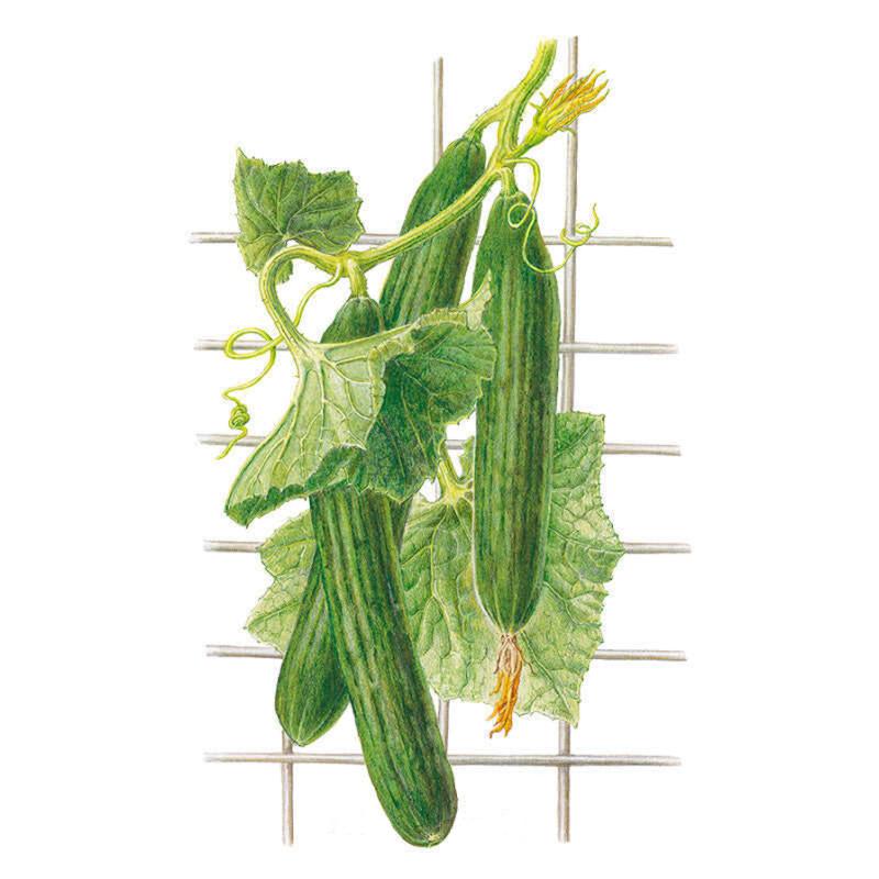 Cucumber Telegraph Improved Seed Packet seed packet photo