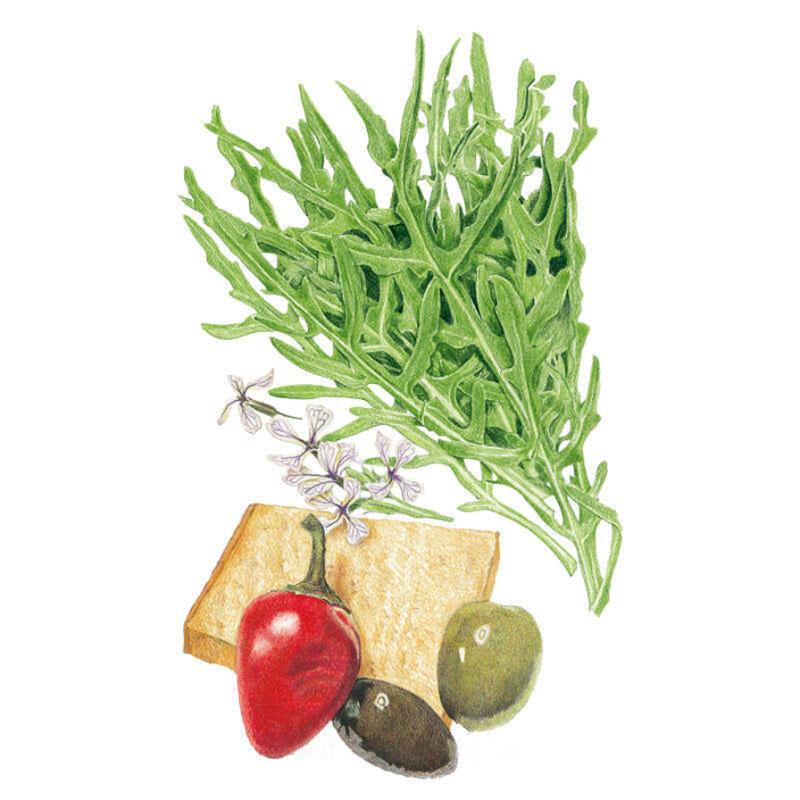 Arugula Wild Rocket Seed Packet seed packet photo
