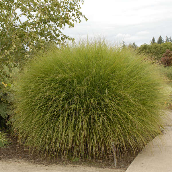 Grass Gracillimus 2 gal plant photo