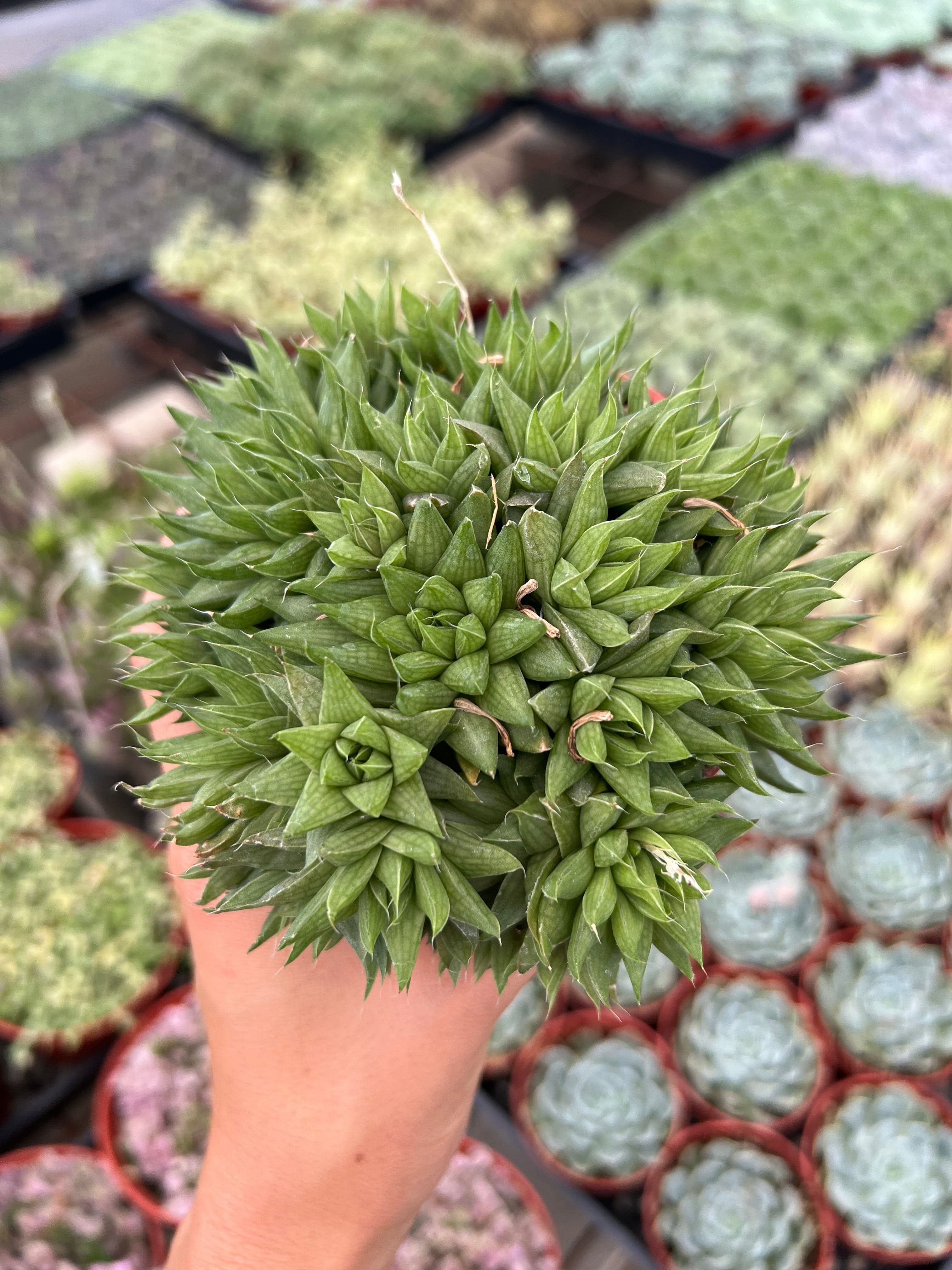 4" Haworthia plant photo