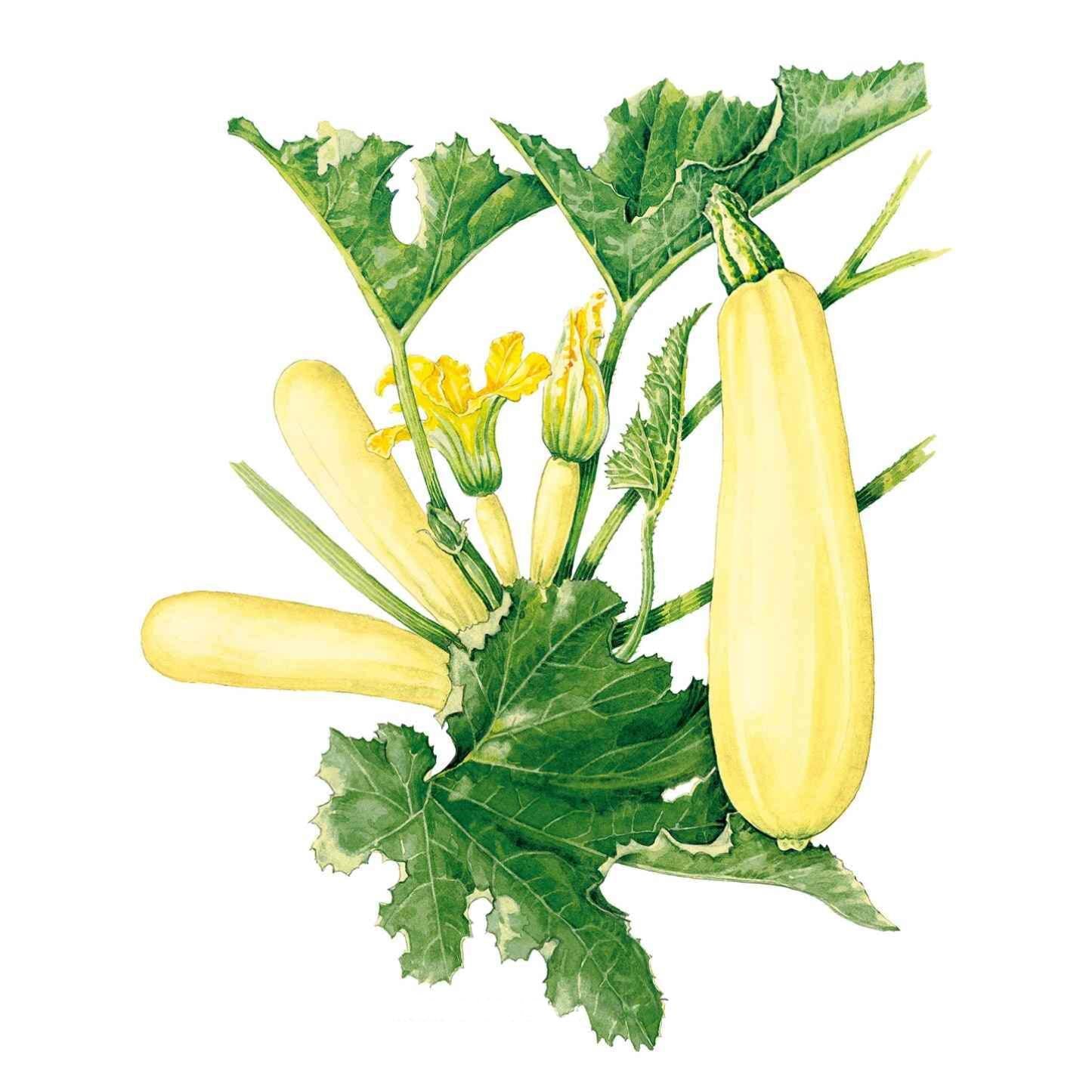 Squash Summer Chiffon seed packet photo