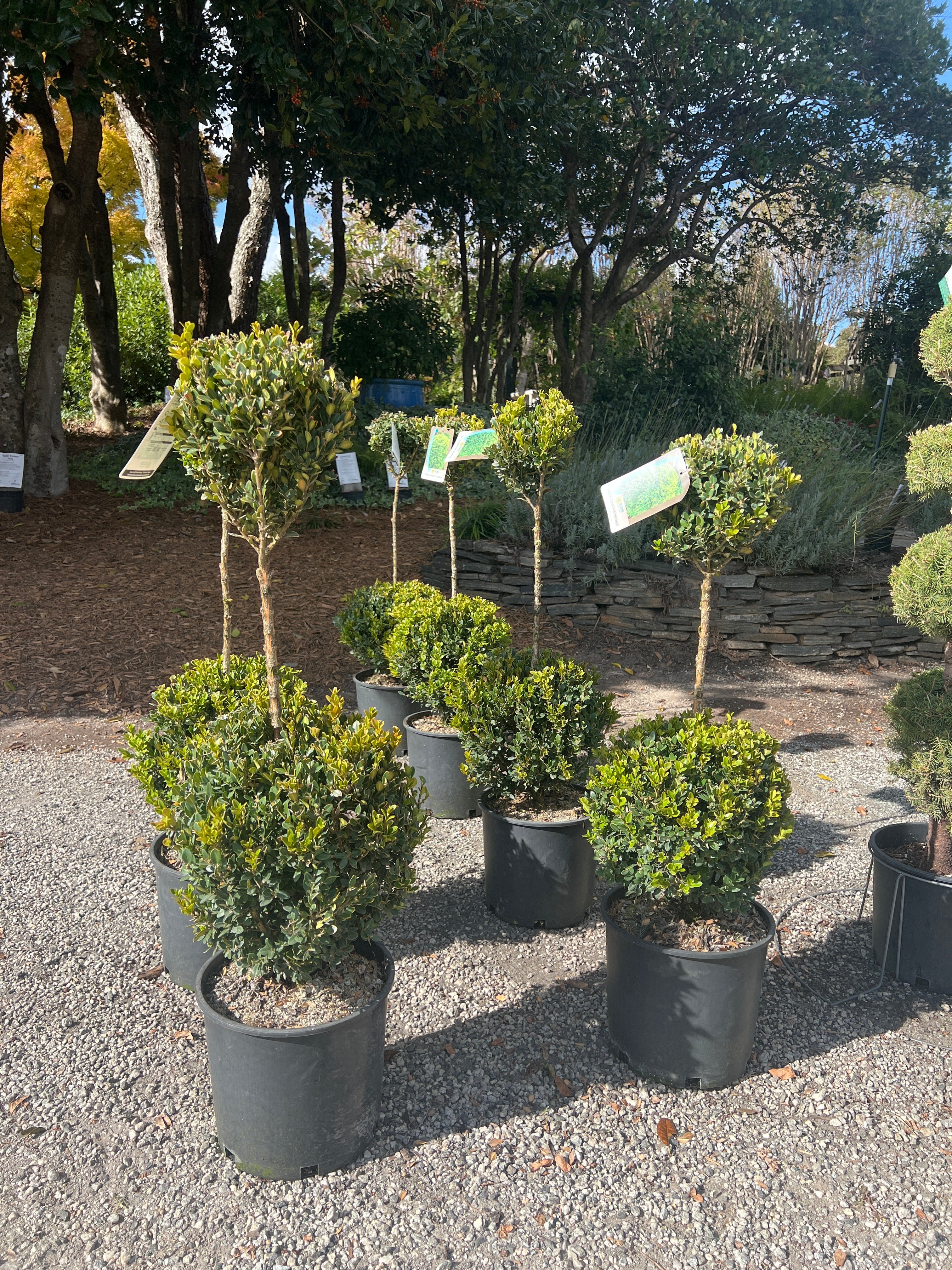 Boxwood &