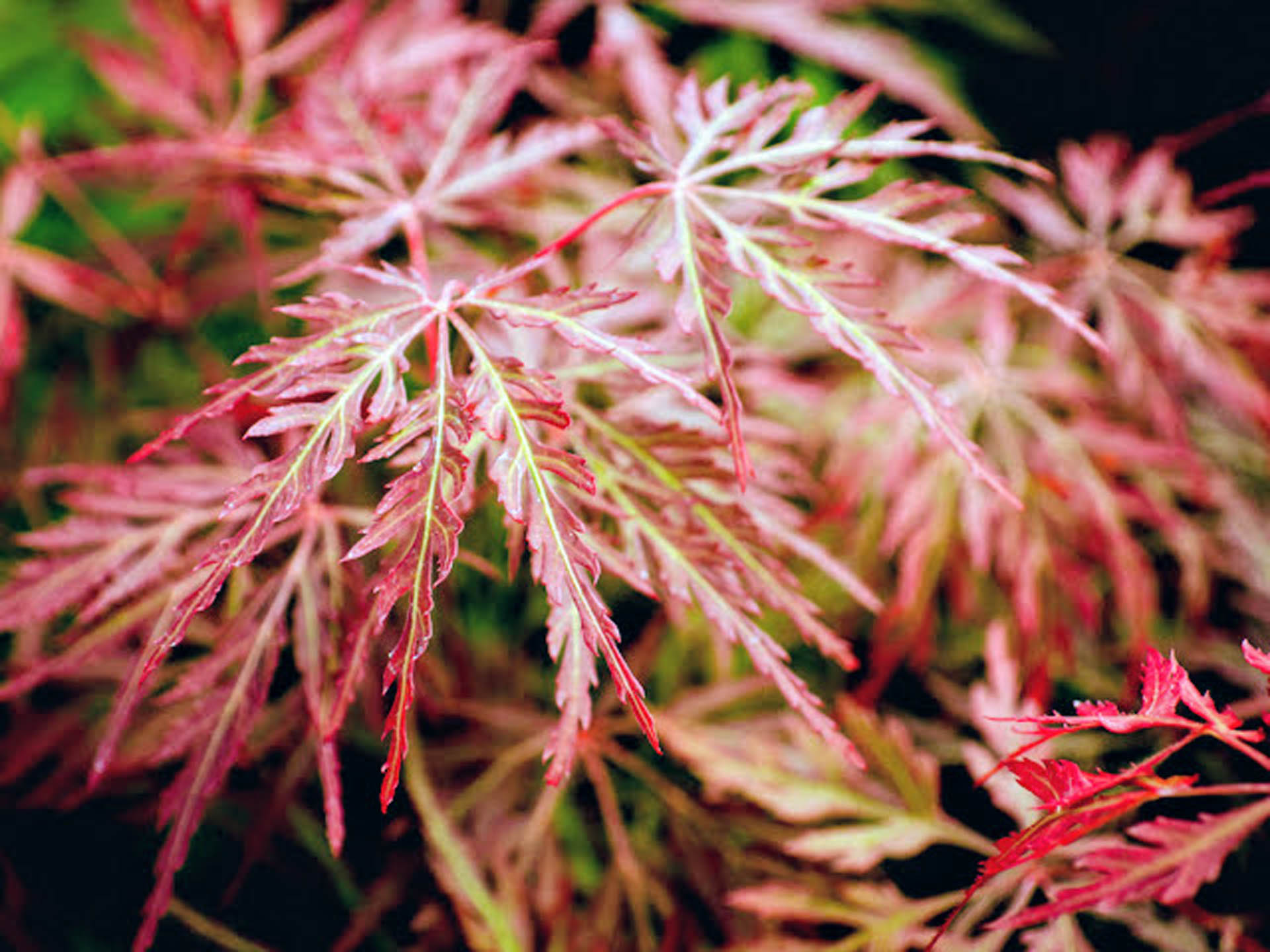Japanese Maple &