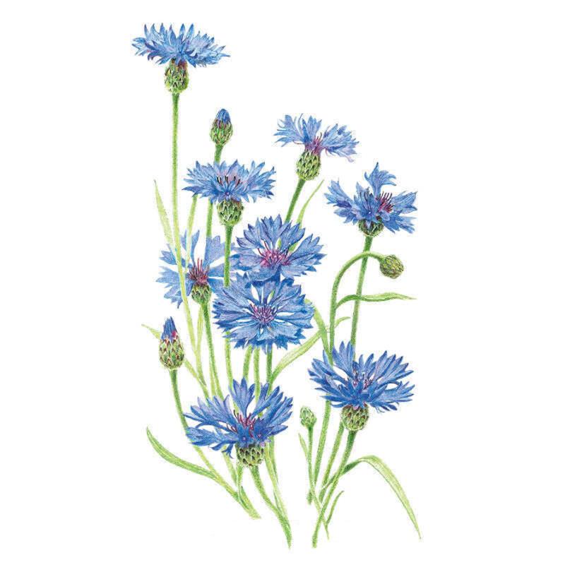 Bachelors Button Blue Boy Seed Packet seed packet photo