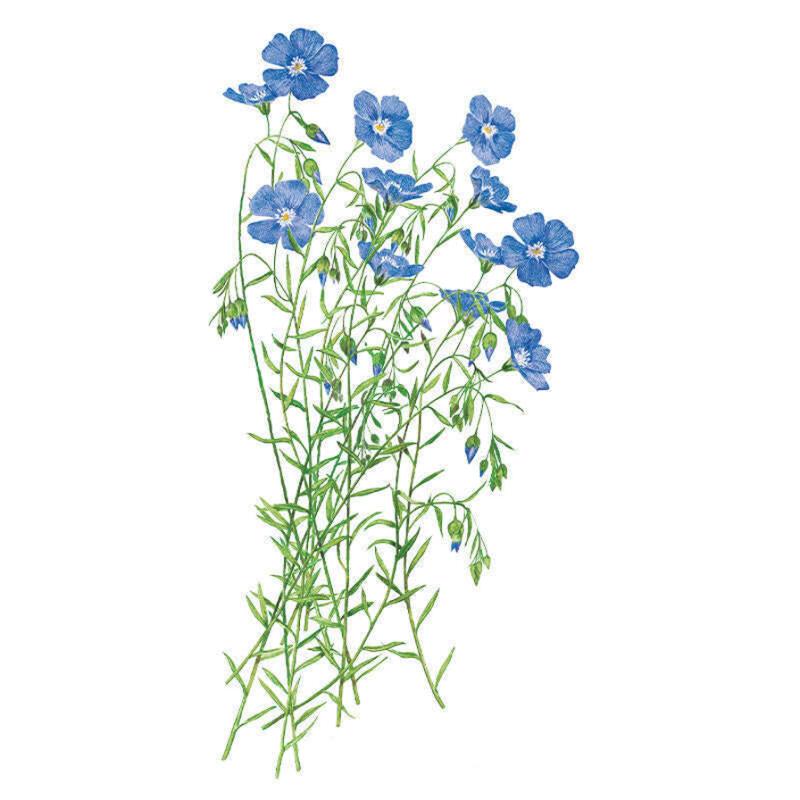 Flax Blue and Breezy seed packet photo