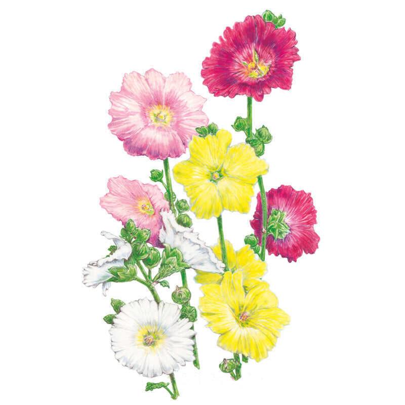 Hollyhock Indian Spring Seed Packet seed packet photo