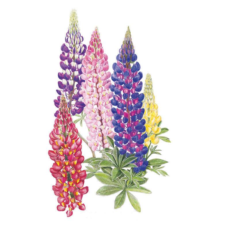 Lupine Russell Blend Seed Packet seed packet photo