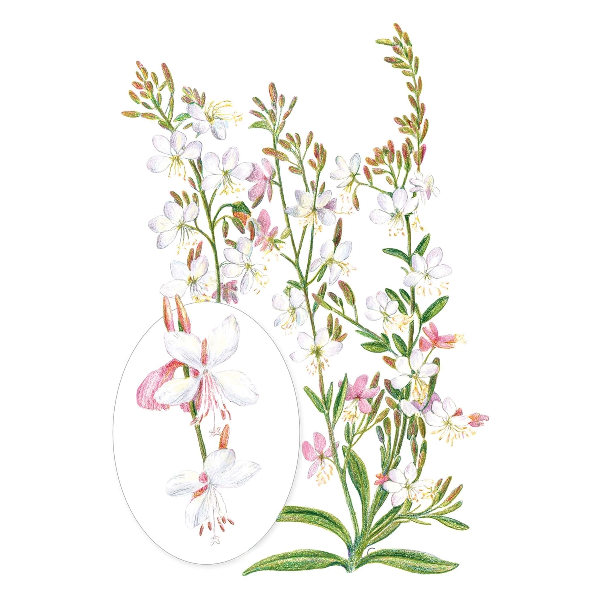 Gaura White seed packet photo