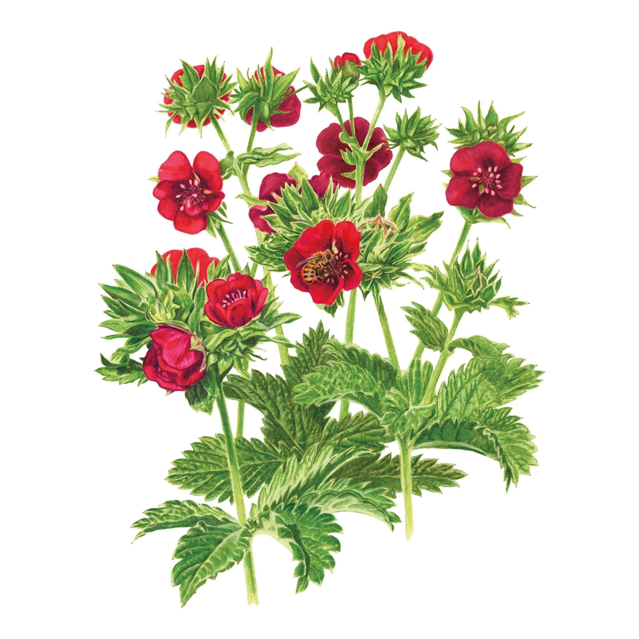 Cinquefoil Seed Packet seed packet photo