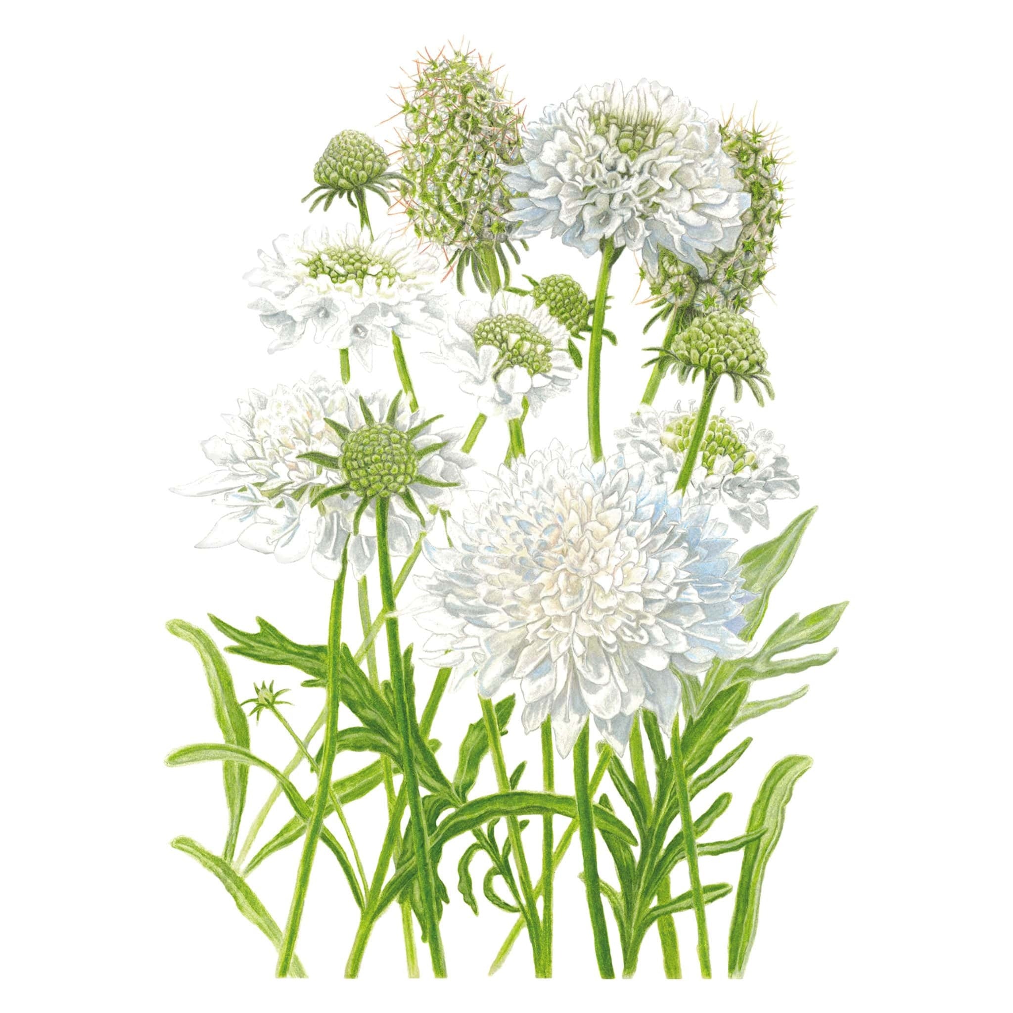 Scabiosa Snowmaiden Seed Packet seed packet photo
