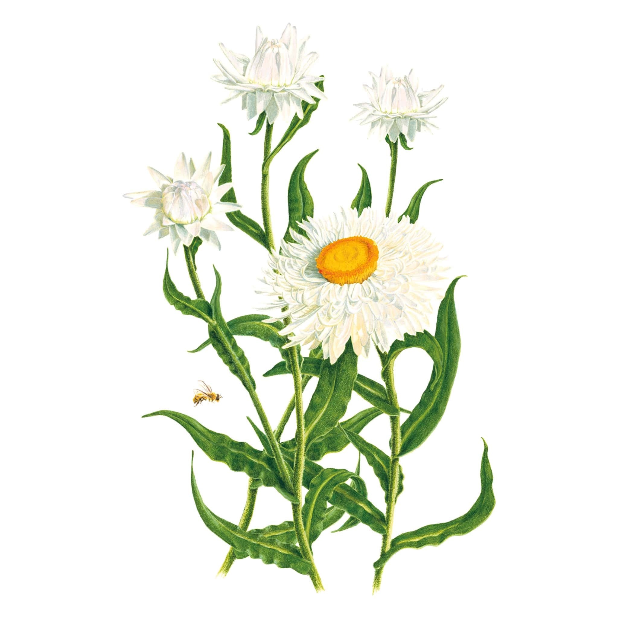 Strawflower Silvery White seed packet photo