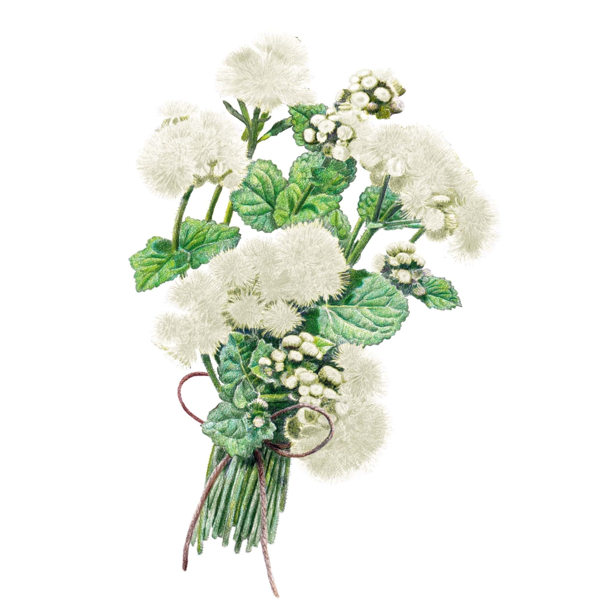 Ageratum Dondo White Seed Packet seed packet photo