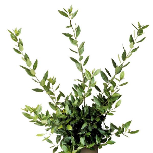 Conventional Bay Laurel Herb plant photo