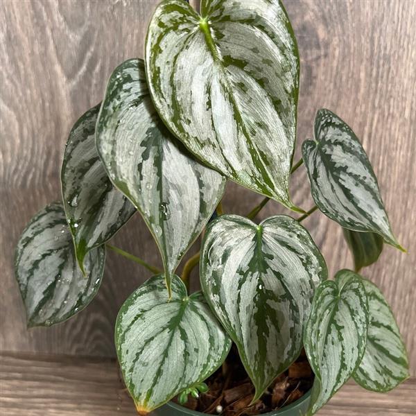 4" Philodendron Brandi plant photo