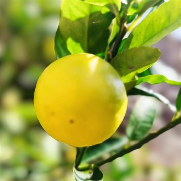 10" Citrus Meyer Lemon plant photo