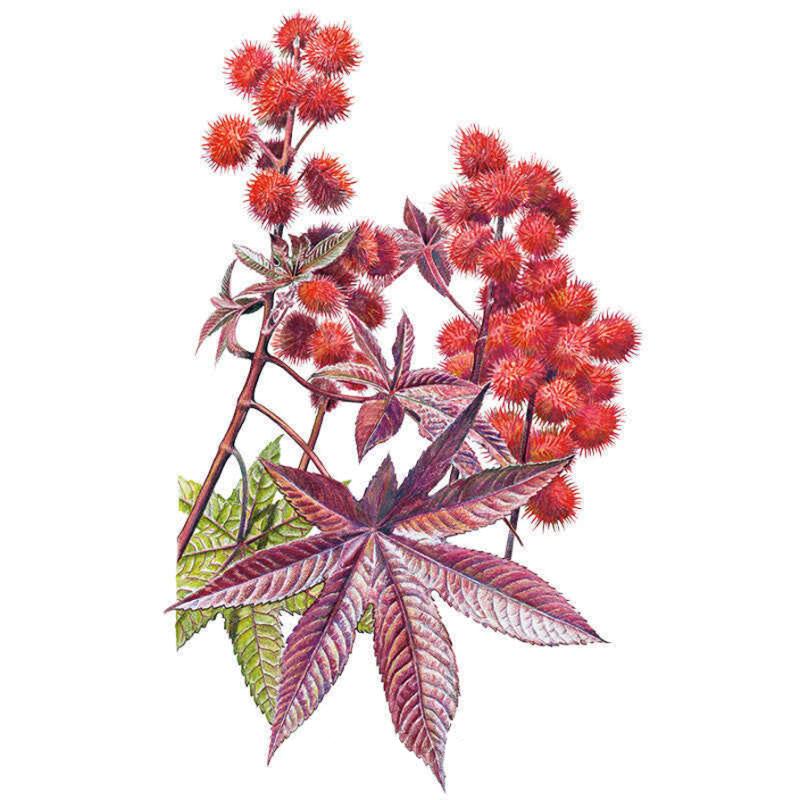 Castor Bean Impala Seed Packet seed packet photo