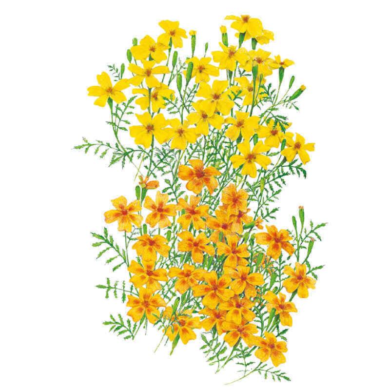 Marigold Lemon & Tangerine Gems Seed Packet seed packet photo