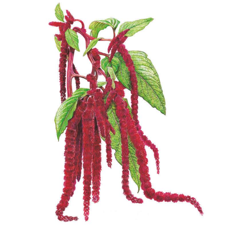 Amaranth Love Lies Bleeding Seed Packet seed packet photo