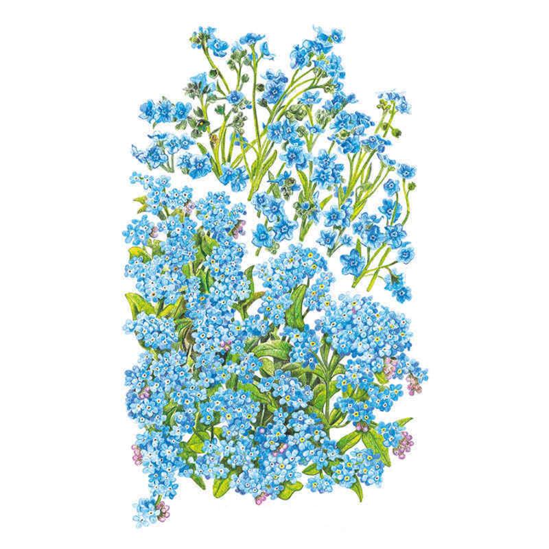 Forget Me Not Spring Seed Packet seed packet photo