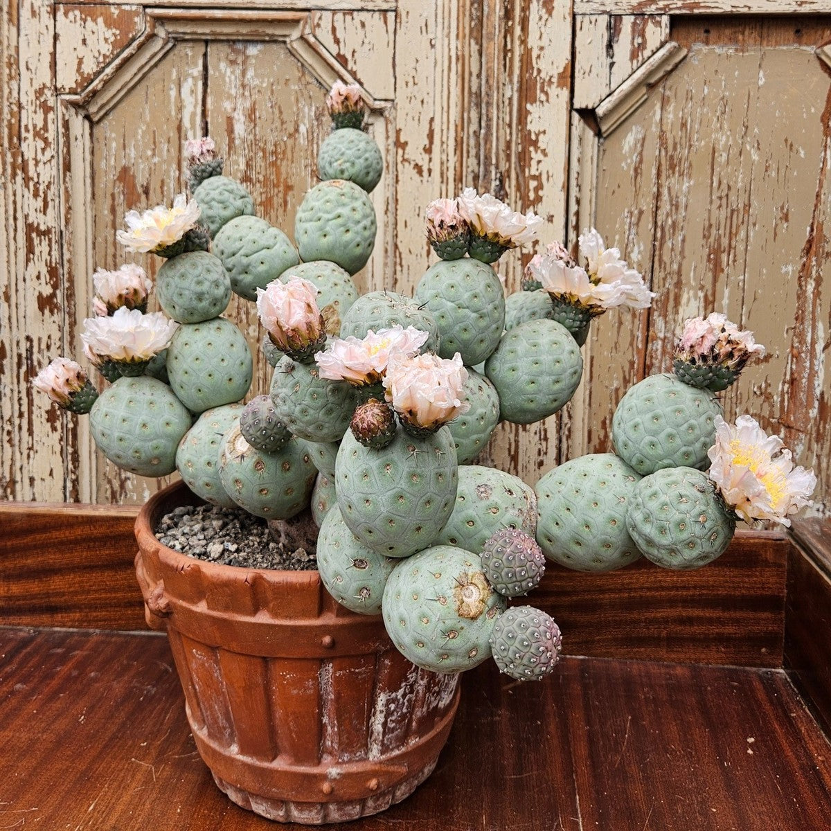 4" Cactus Tephrocactus plant photo