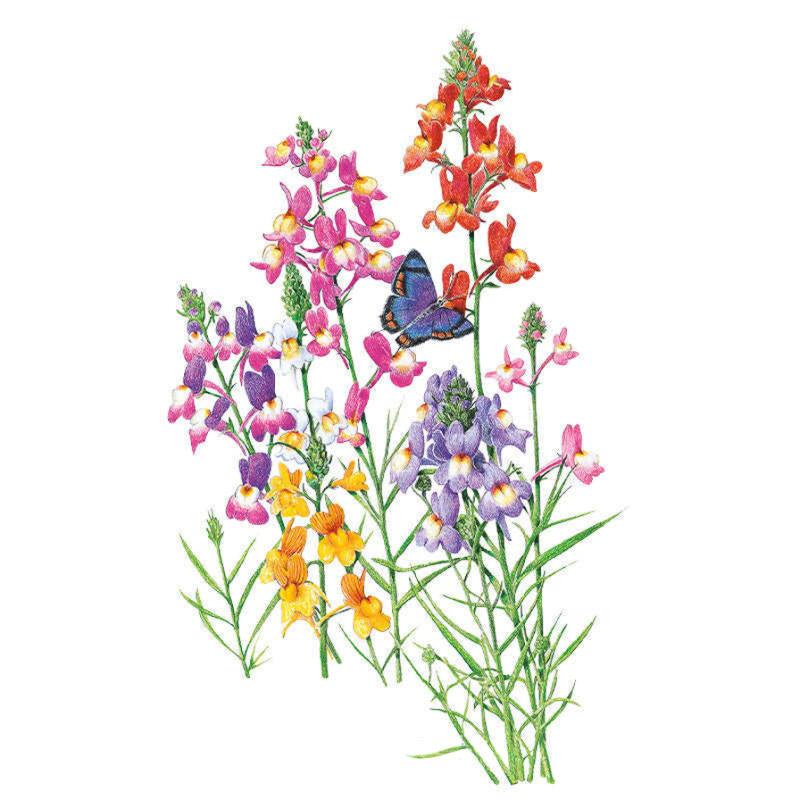 Linaria Fairy Bouquet Seed Packet seed packet photo
