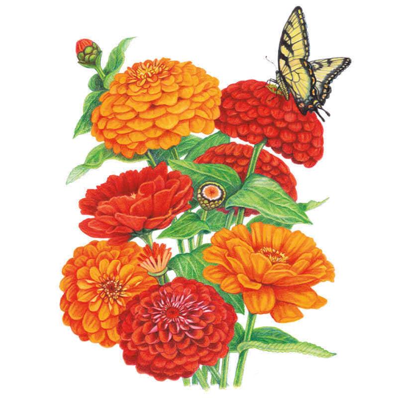 Zinnia Fireball Seed Packet seed packet photo