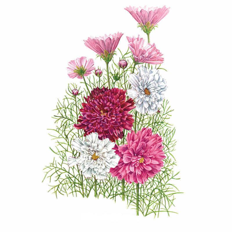 Cosmos Double Click Blend seed packet photo