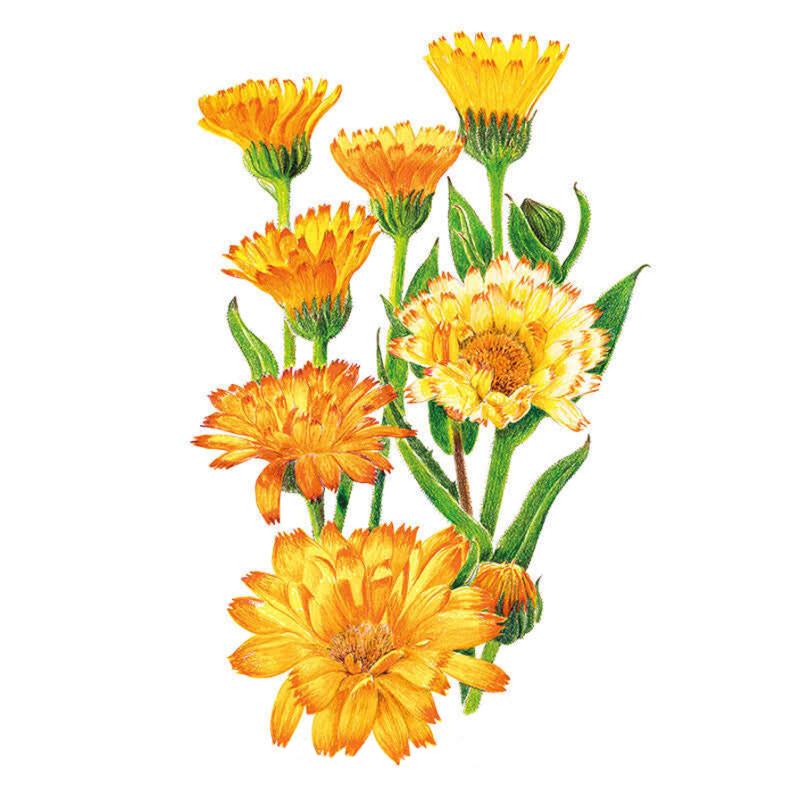 Calendula Oopsy Daisy Seed Packet seed packet photo