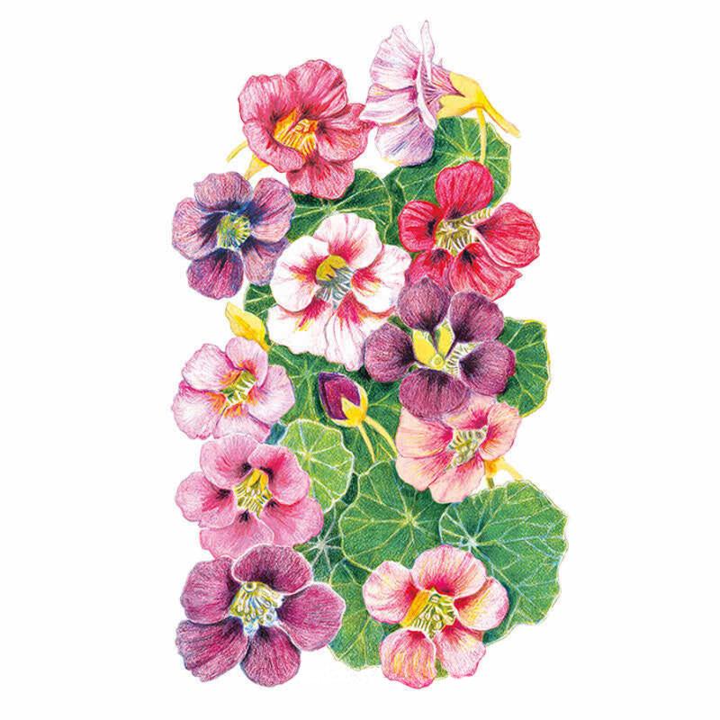 Nasturtium Purple Emperor Seed Packet seed packet photo
