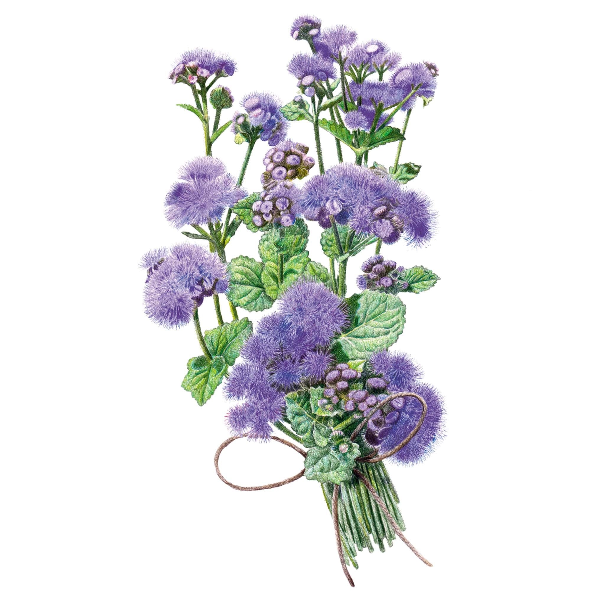 Ageratum Blue Planet Seeds seed packet photo