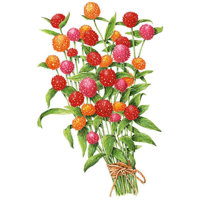 Gomphrena QIS Fiery Sunrise Seed Packet seed packet photo
