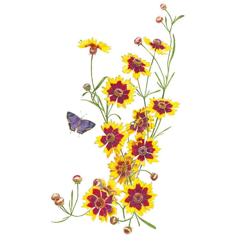Coreopsis Plains Seed Packet seed packet photo