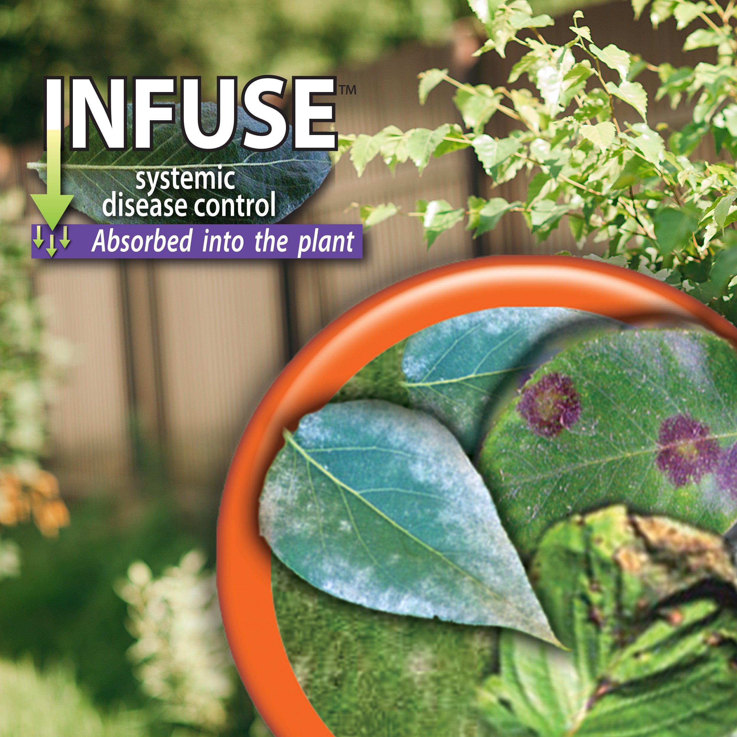 Infuse Systemic Disease Control RTS