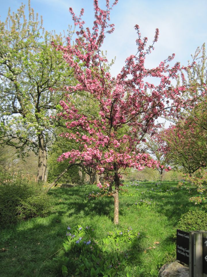 Crabapple &