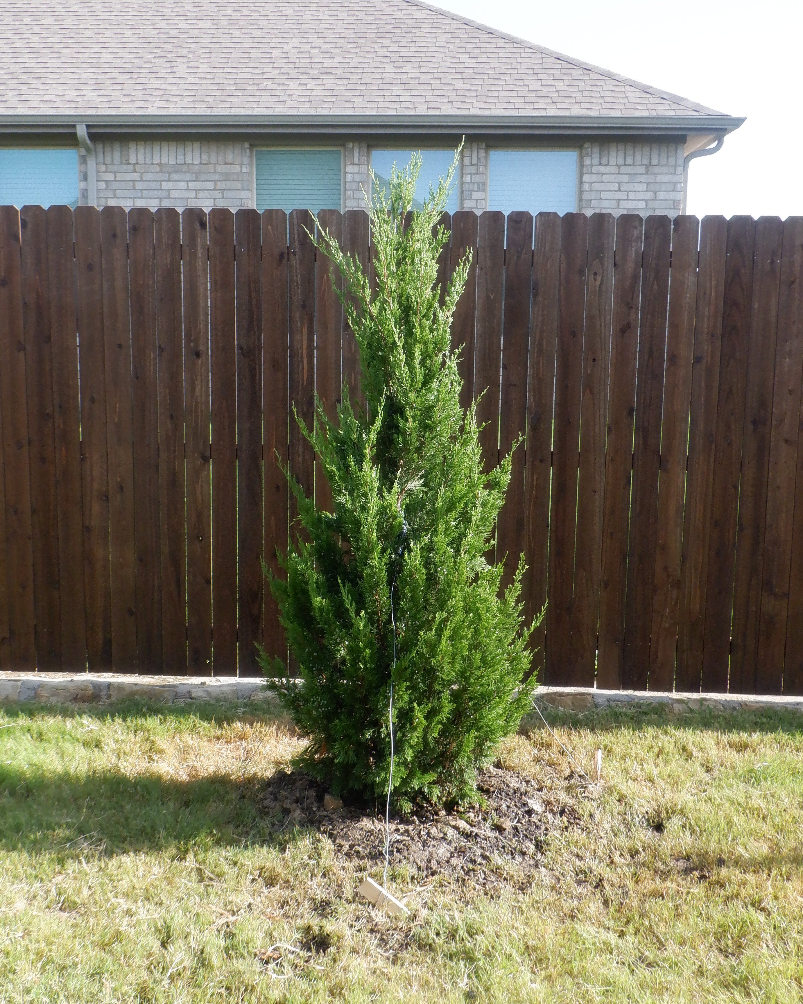 Juniper &
