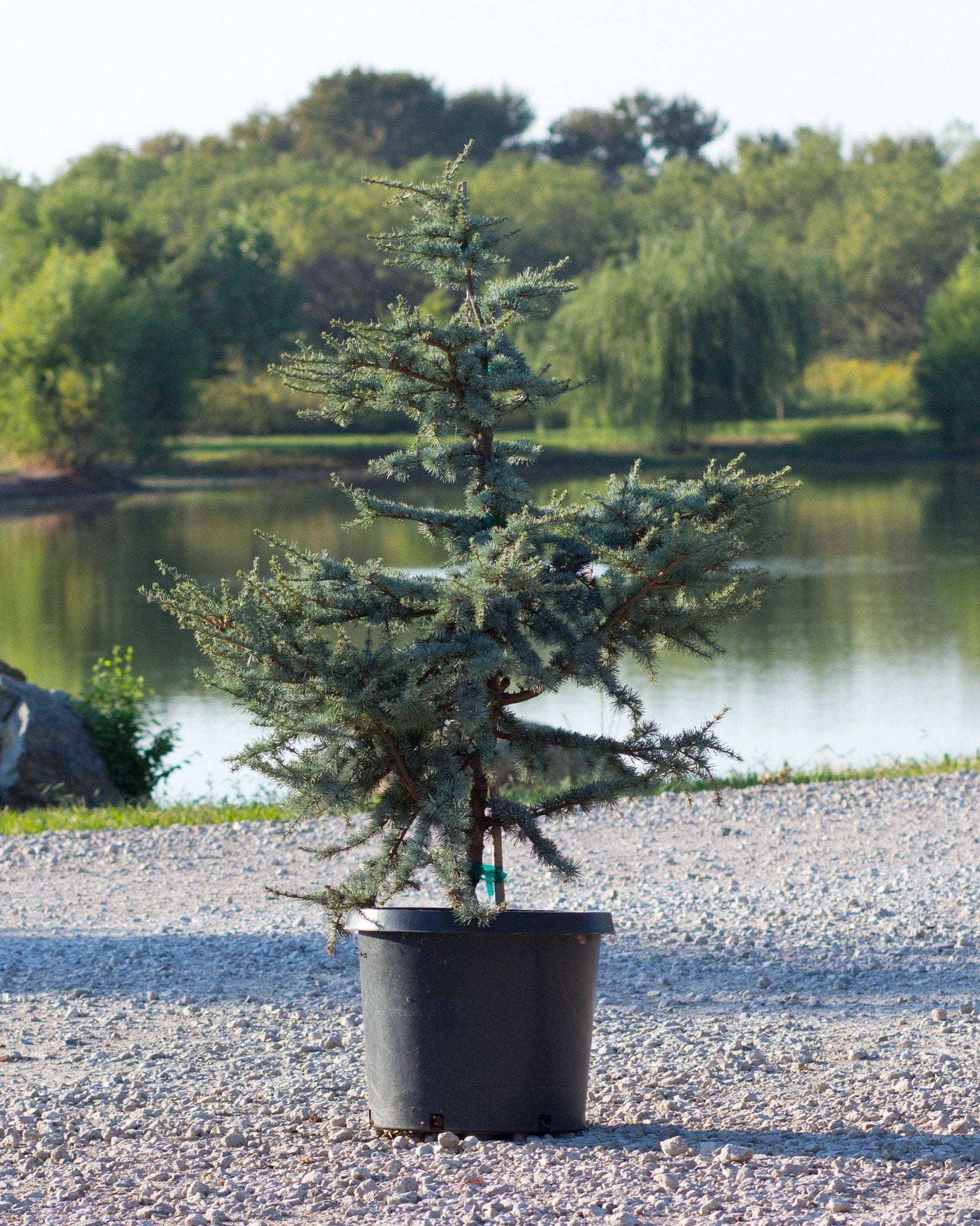 Atlas Cedar &