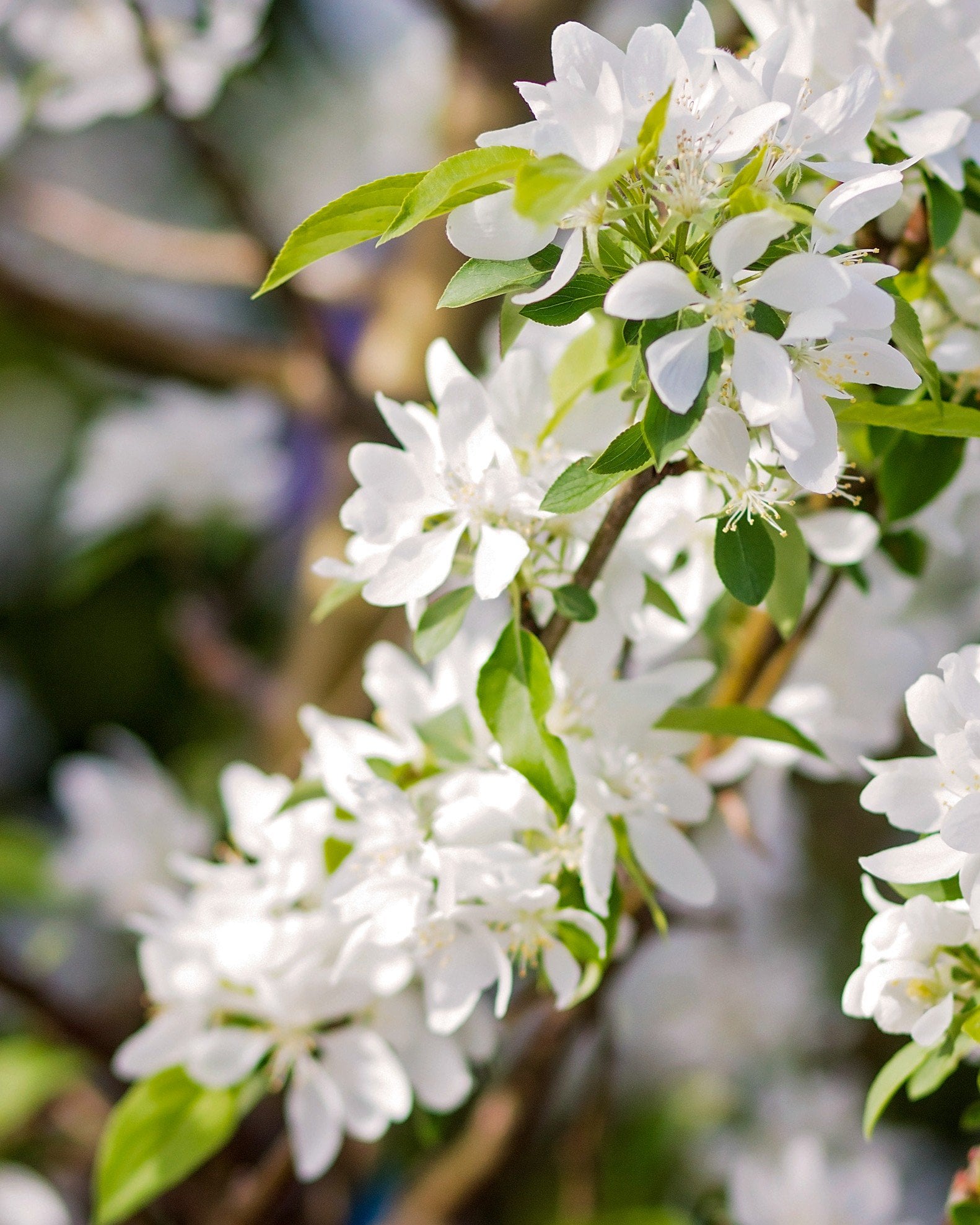 Crabapple &
