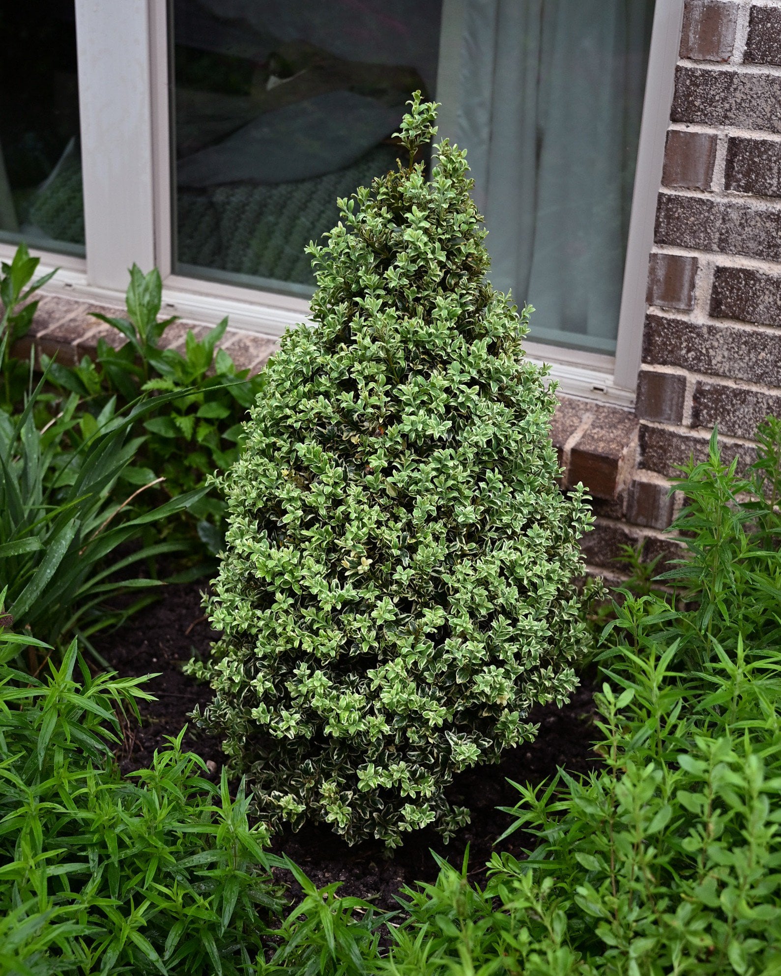 Boxwood &