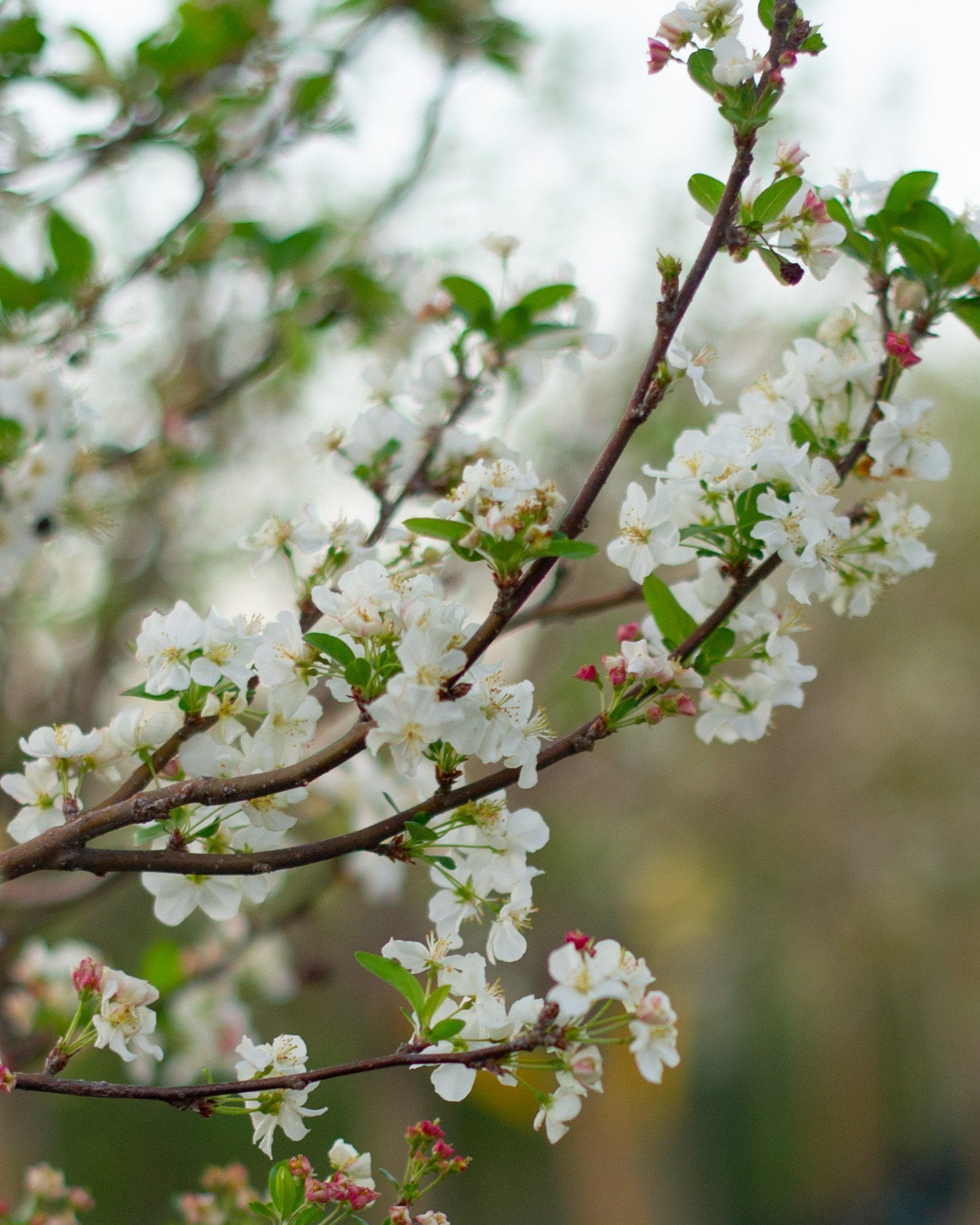 Crabapple &