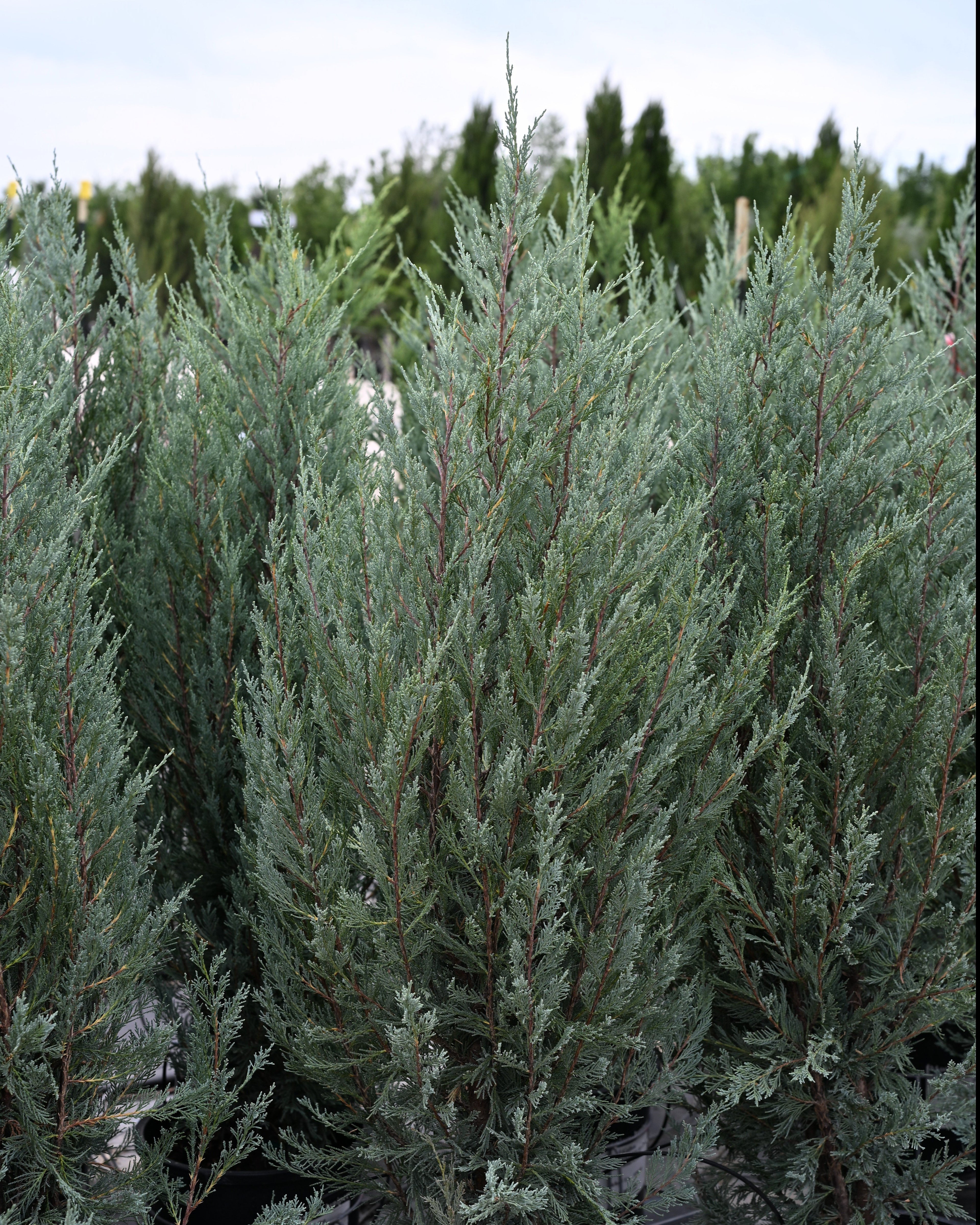 Juniper &