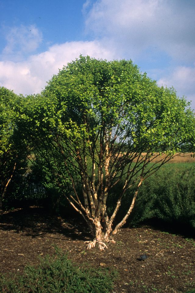 Birch &