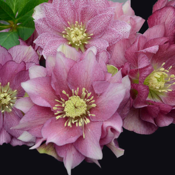 Helleborus Maid of Honor