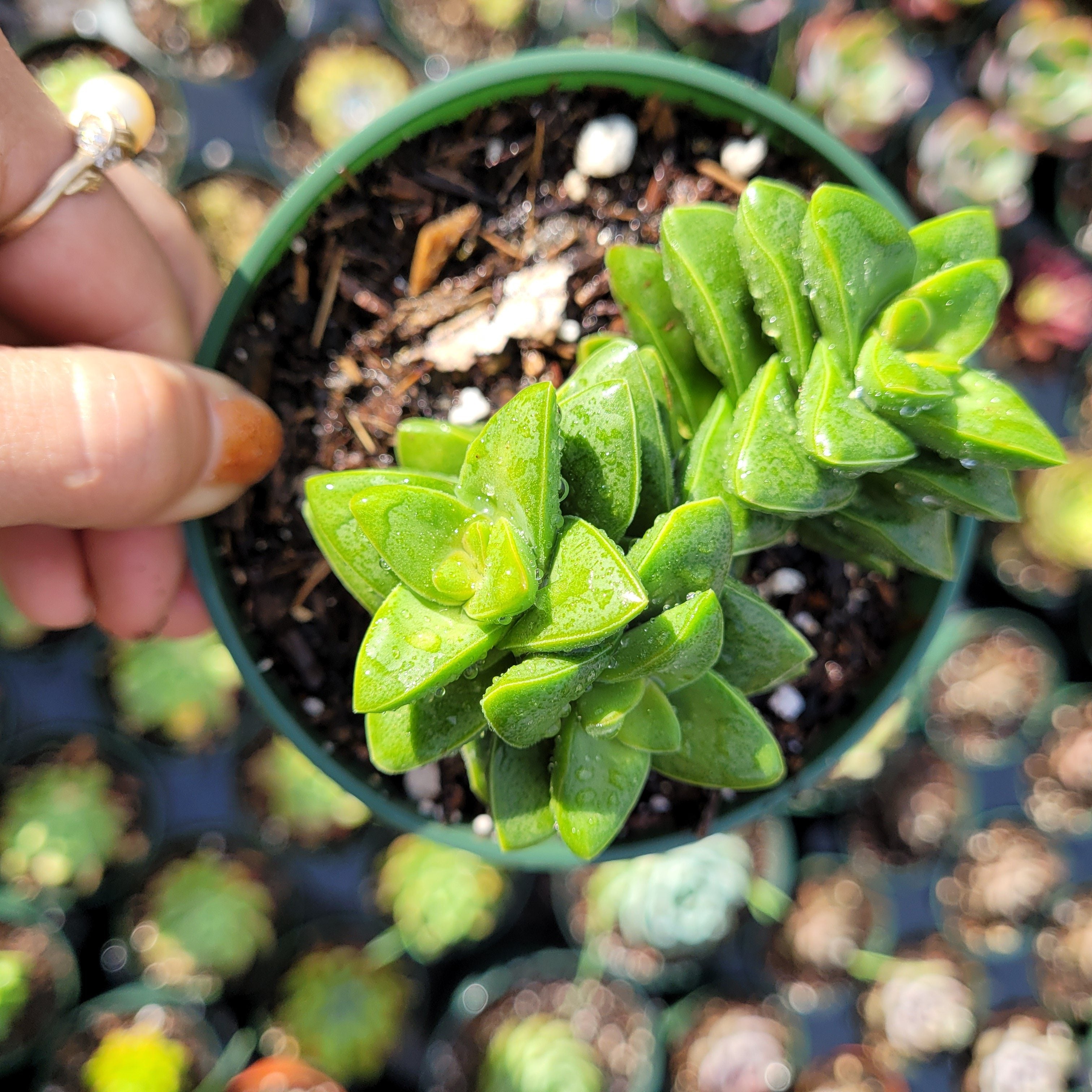 2" Crassula rupestris Springtime plant photo