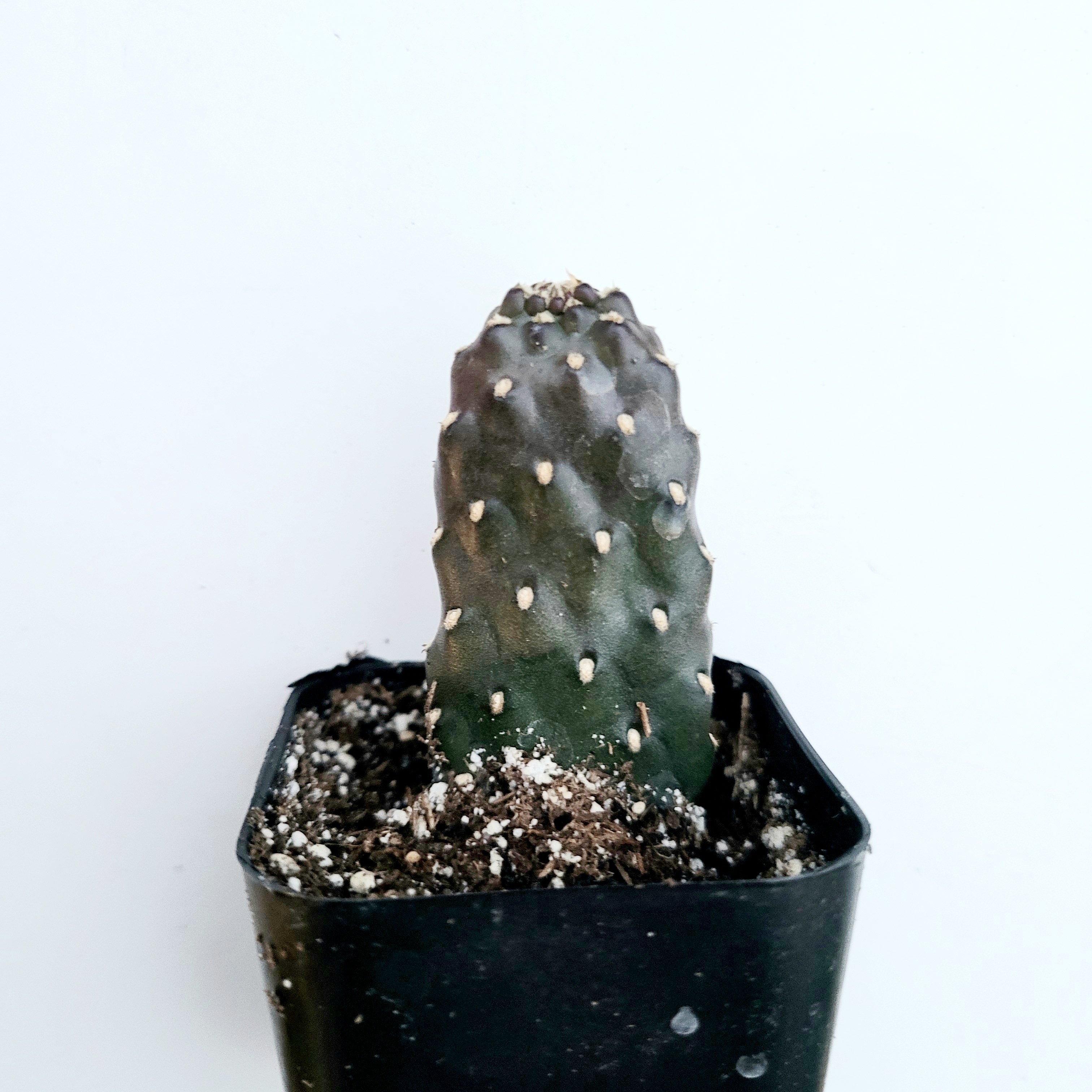 6" Cactus Prickly Pear plant photo